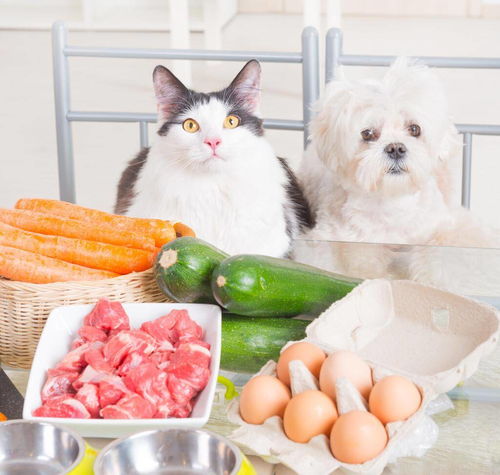 宠物托运知识 猫咪食物速查表ta能吃的人类食物水果类